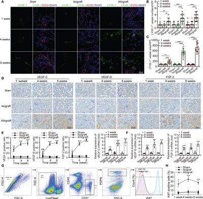 Lymphatic Reconstruction in Kidney Allograft Aggravates Chronic Rejection by Promoting Alloantigen Presentation